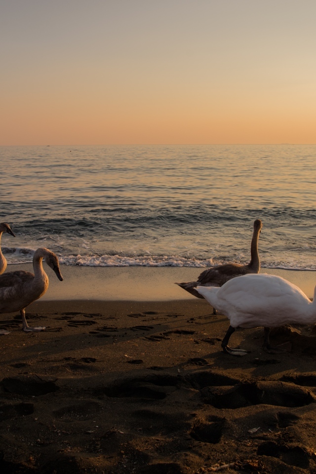 Гуси и лебеди пасутся на берегу моря