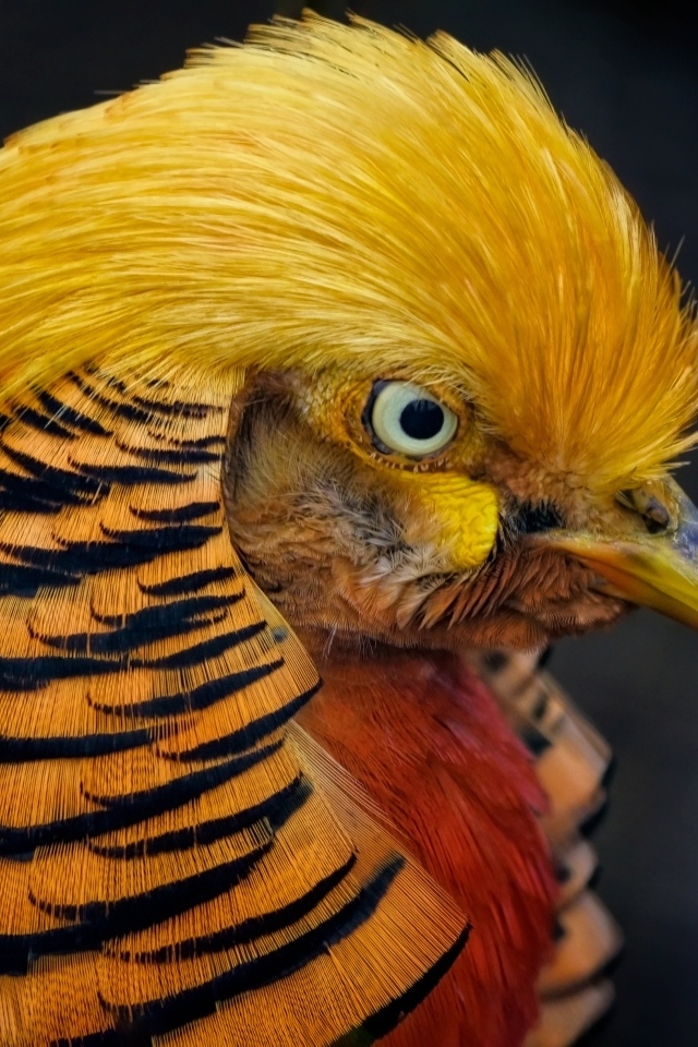 Голова золотого фазана крупным планом