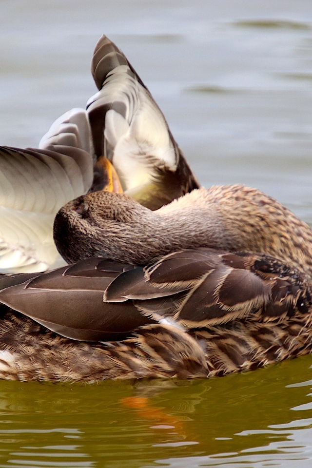 Гусь чистит перья в воде