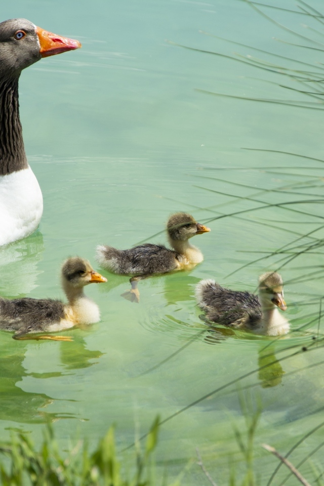 Гусыня с птенцами плавает в воде