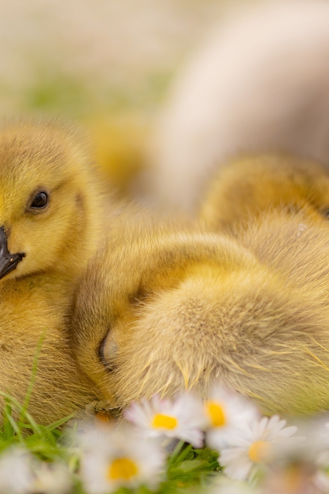 Гусята лежат на цветах маргаритки
