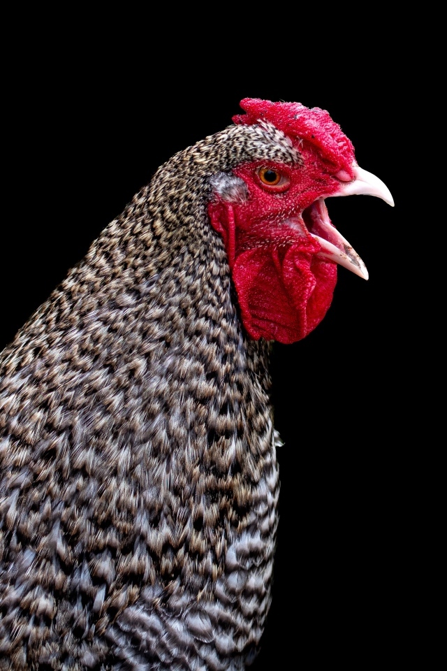 Серая домашняя курица на черном фоне