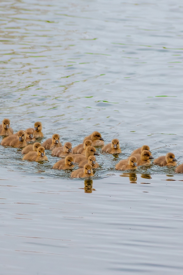 Серый гусь с птенцами плывет по воде