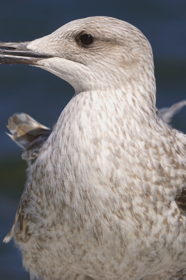 Серая чайка с острым клювом крупным планом