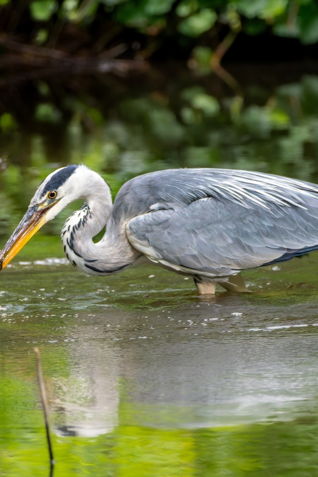 Серая цапля ловит рыбу в пруду