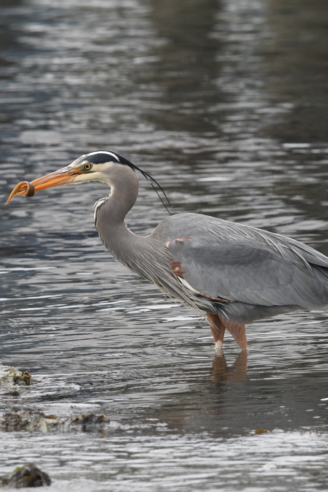 Серая цапля ловит рыбу в воде