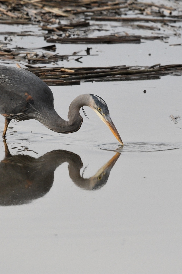 Серая цапля охотится в воде