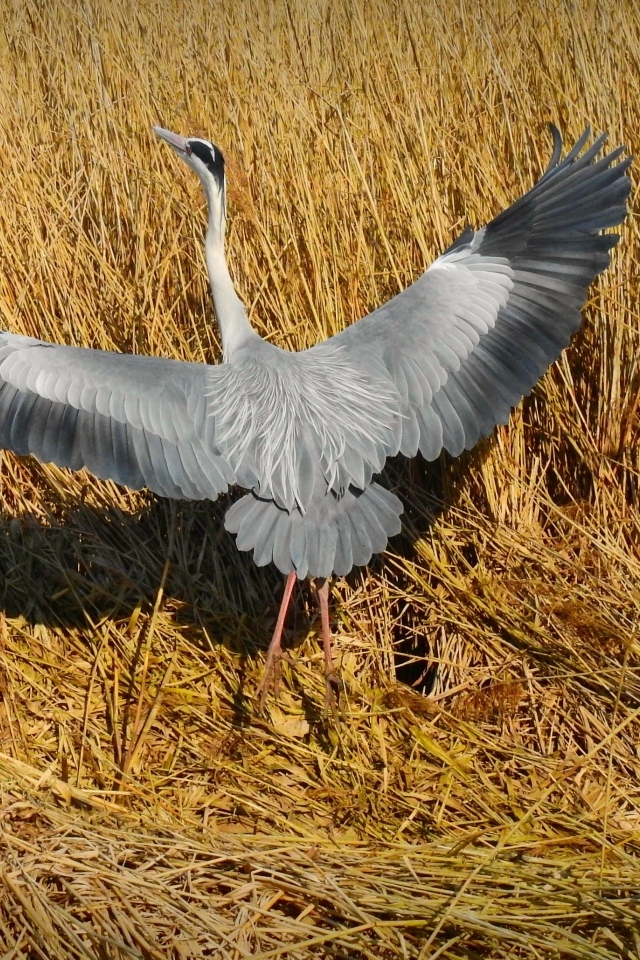 Серая цапля готовится взлететь 