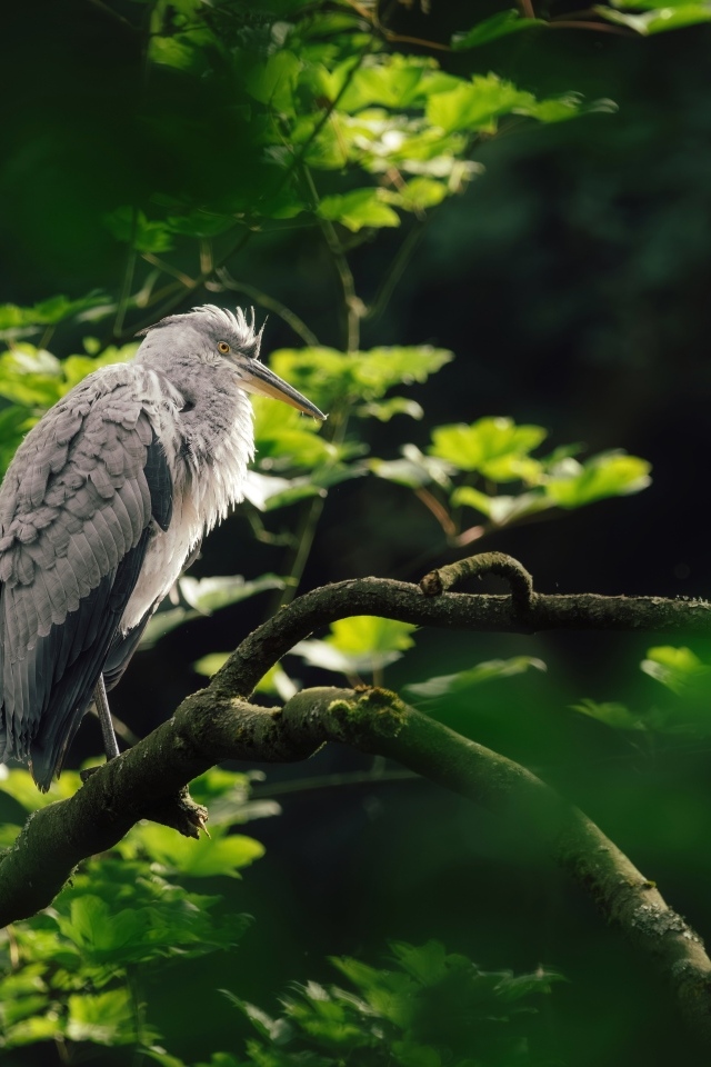 Серая цапля сидит на ветке дерева