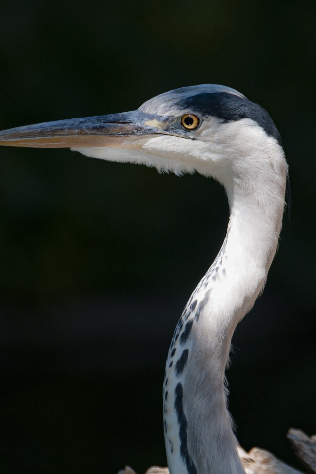Серая цапля с острым клювом крупным планом