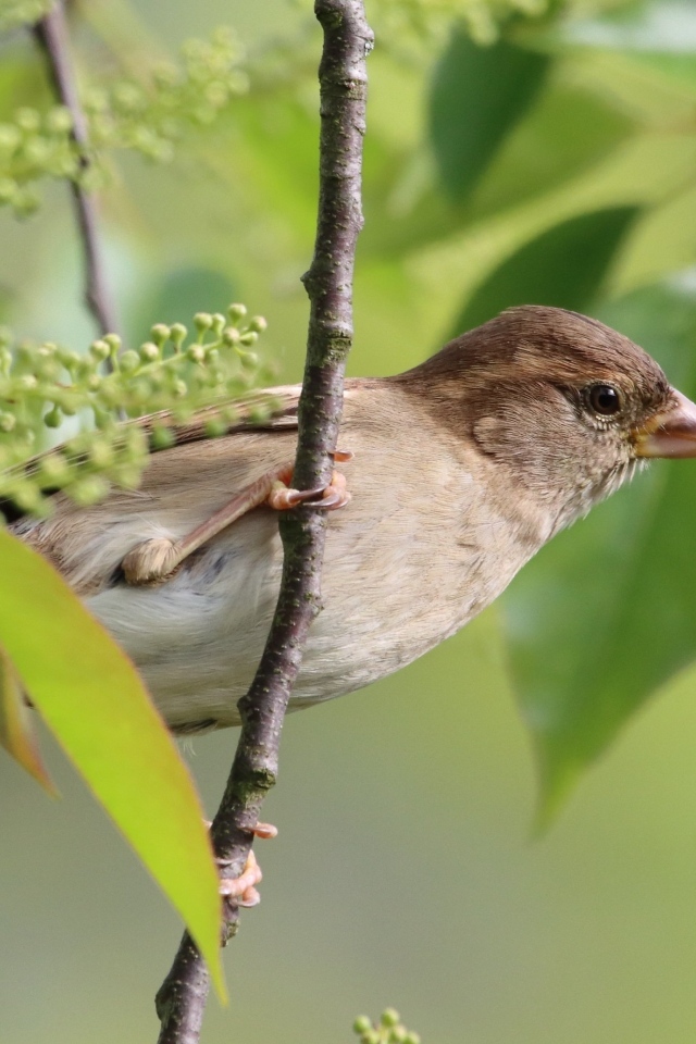 Серая иволга в ветках дерева