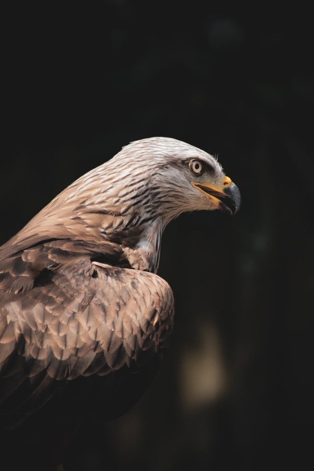 Серый хищный орел с острым черным клювом