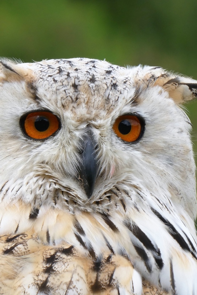 Большой евразийский филин крупным планом