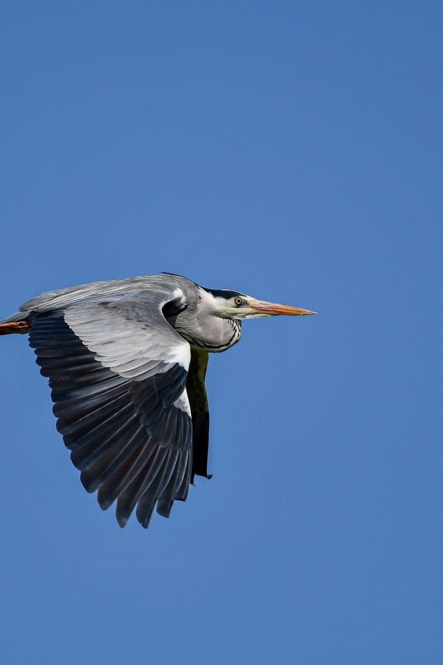 Большая серая цапля летит в голубом небе