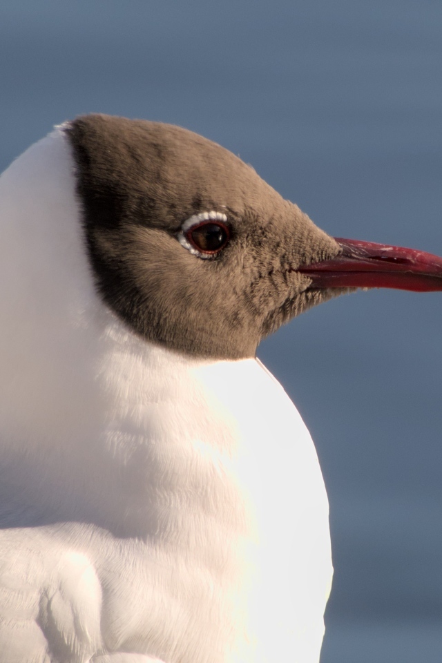 Большая сероголовая чайка крупным планом