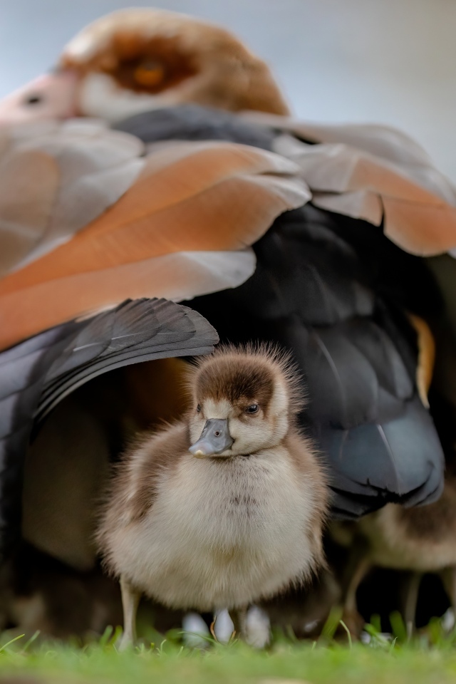 Большой нильский гусь с птенцом