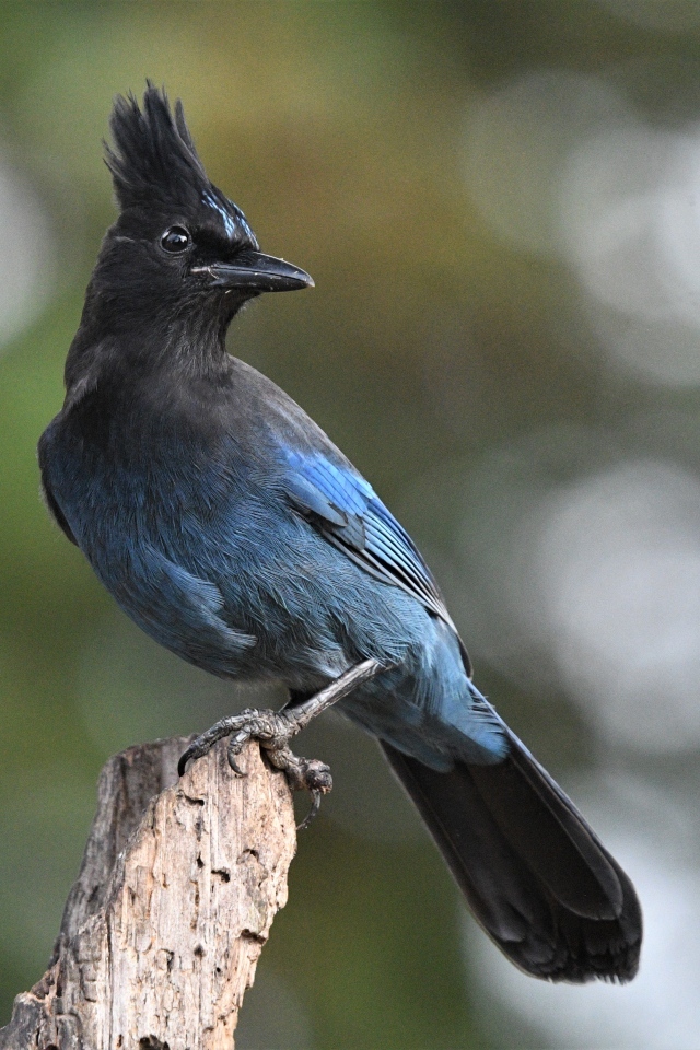Большая стеллерова сойка крупным планом