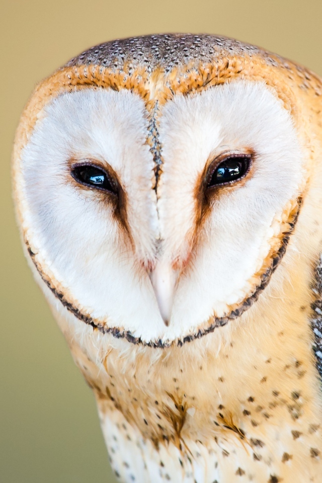 Большая обыкновенная сипуха крупным планом