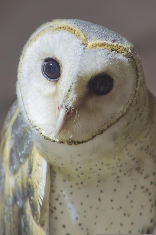 Большая белая сипуха с любопытными глазами