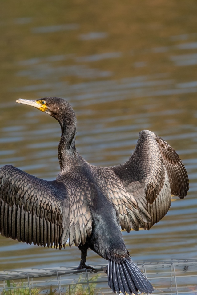 Большой баклан готовится ловить рыбу