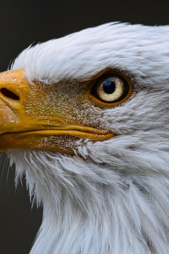 Большой орел с острым желтым клювом