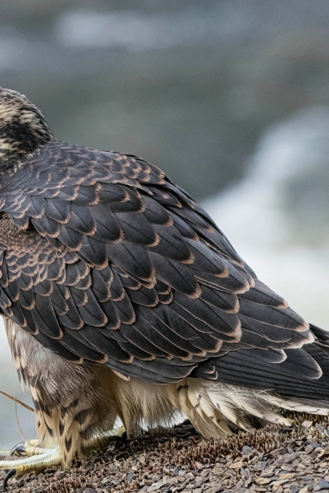 Большой серый сокол готовится к полету