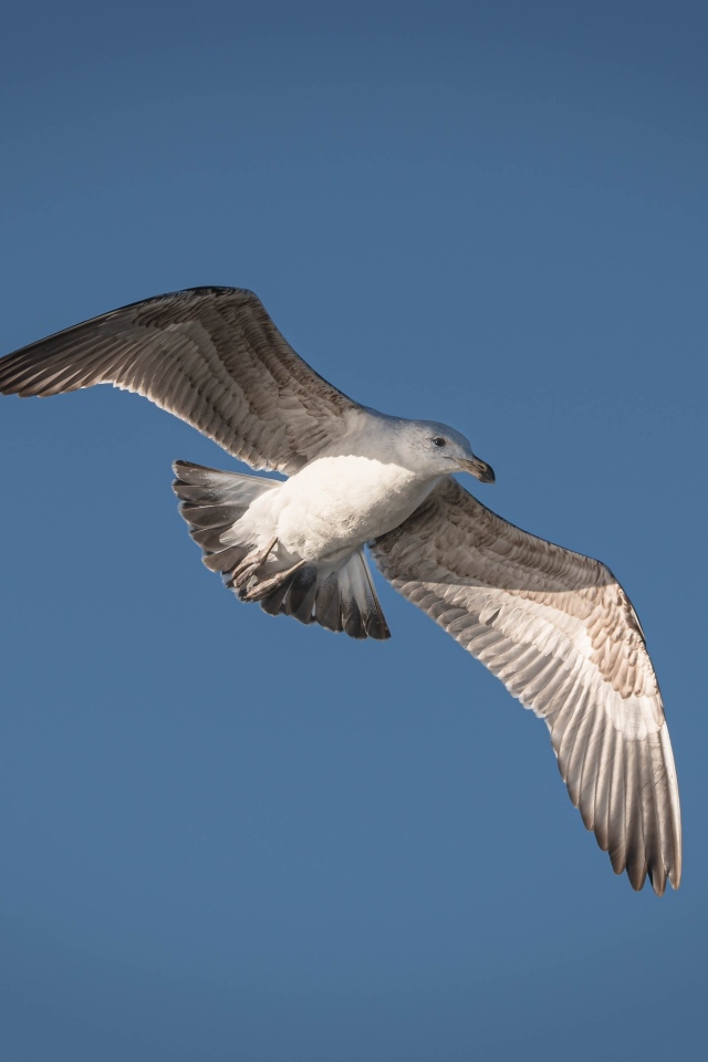 Большая серая чайка в голубом небе