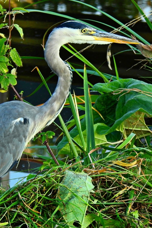 Большая серая цапля в зеленой траве