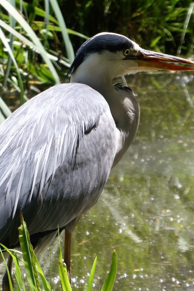 Большая серая цапля в воде 