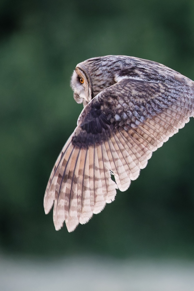 Большая серая сова летит над землей