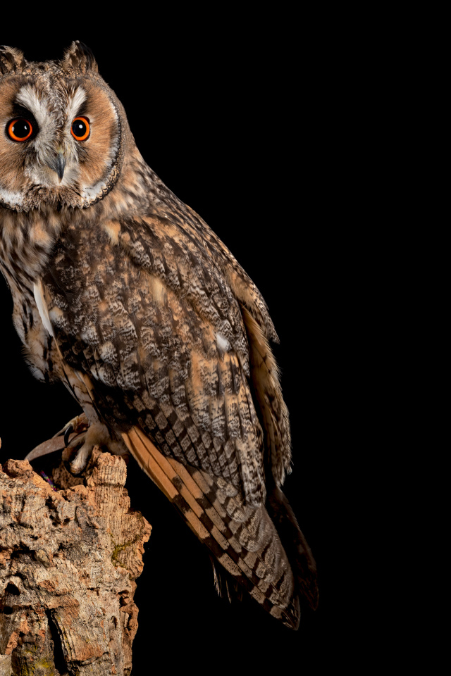 Большая сова на сухом дереве на черном фоне