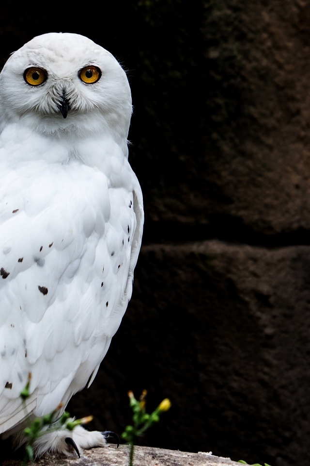 Большая  снежная сова сидит на камне