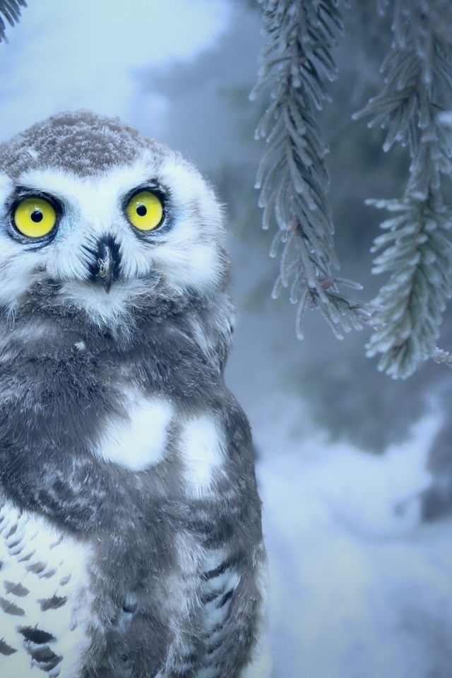 Большая снежная сова с желтыми глазами сидит на ветке