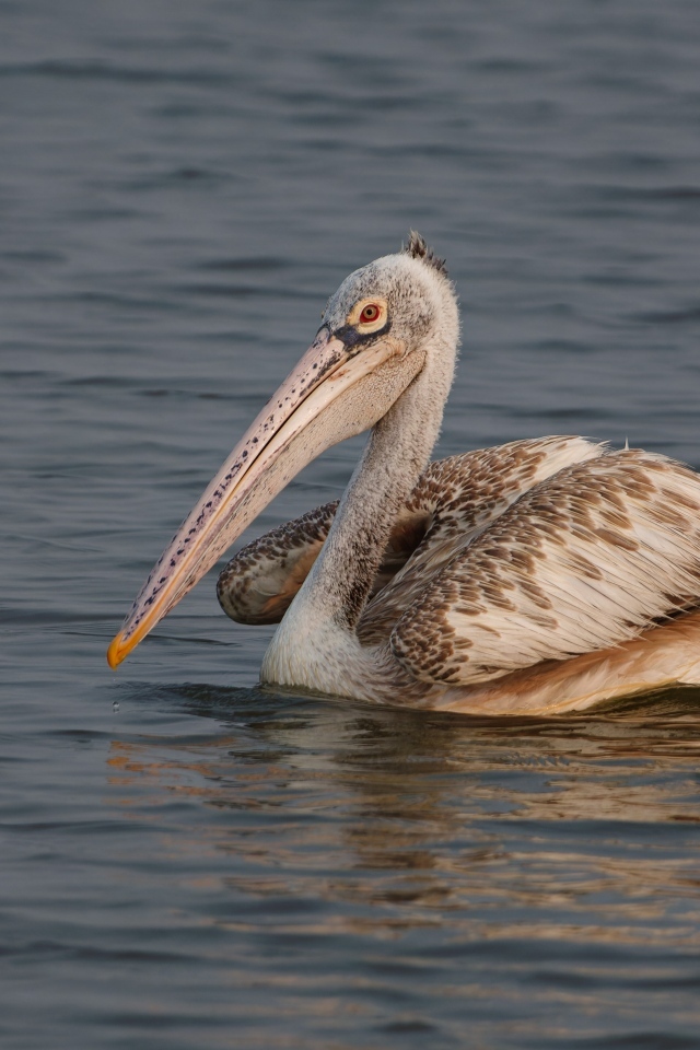 Большой пятнистый пеликан в воде