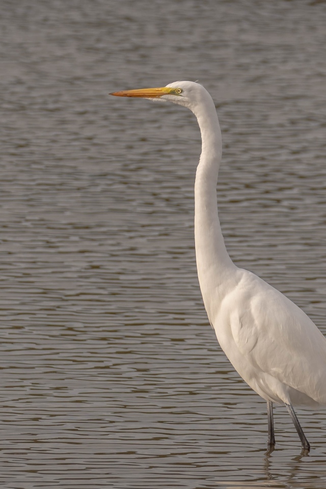 Большая белая цапля стоит в воде
