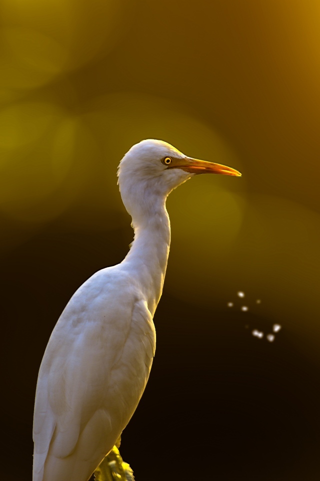 Большая белая цапля крупным планом