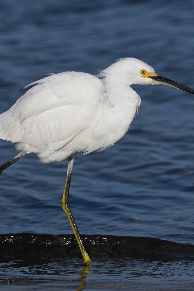 Большая белая цапля идет по воде