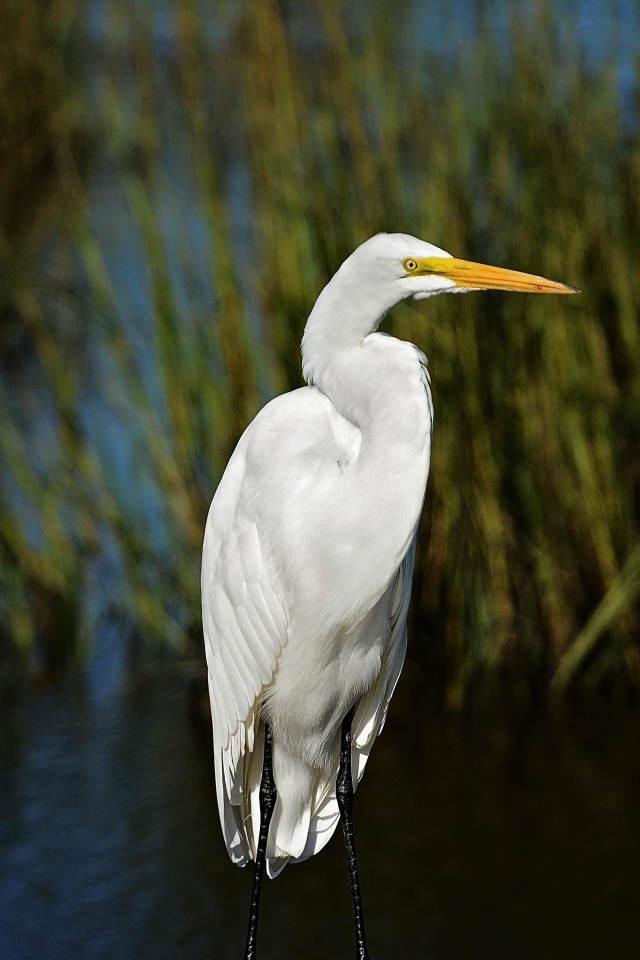 Большая белая цапля с острым клювом в воде