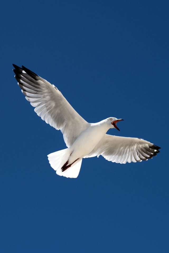Большая белая чайка в голубом небе