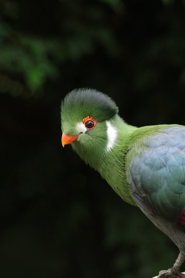 Зеленый белощекий турако птица