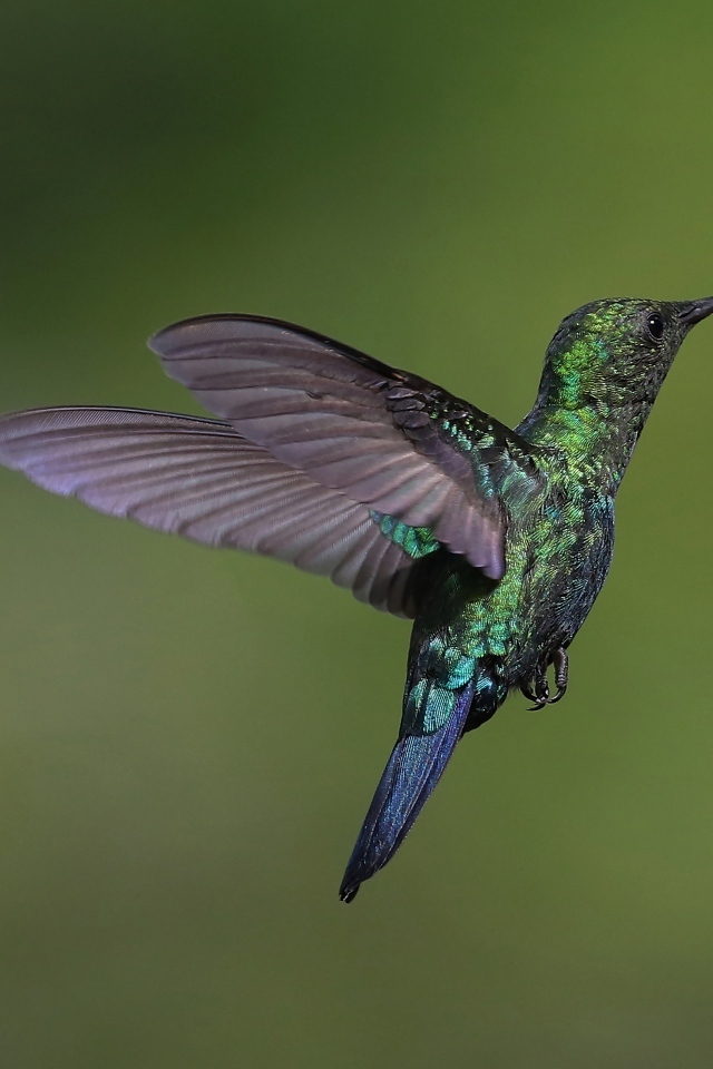 Зеленая птица колибри крупным планом