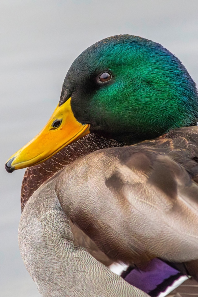 Зеленая голова у утки кряква