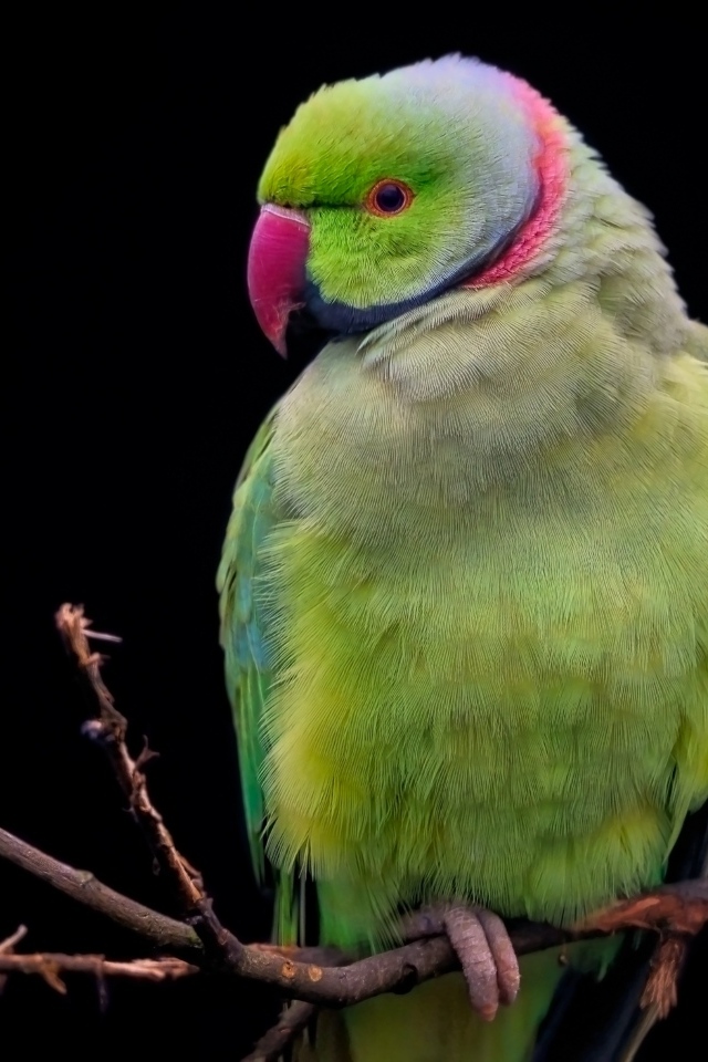 Зеленый ожереловый попугай сидит на ветке дерева