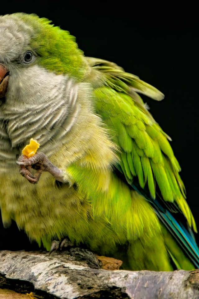 Зеленый попугай сидит на сухой ветке