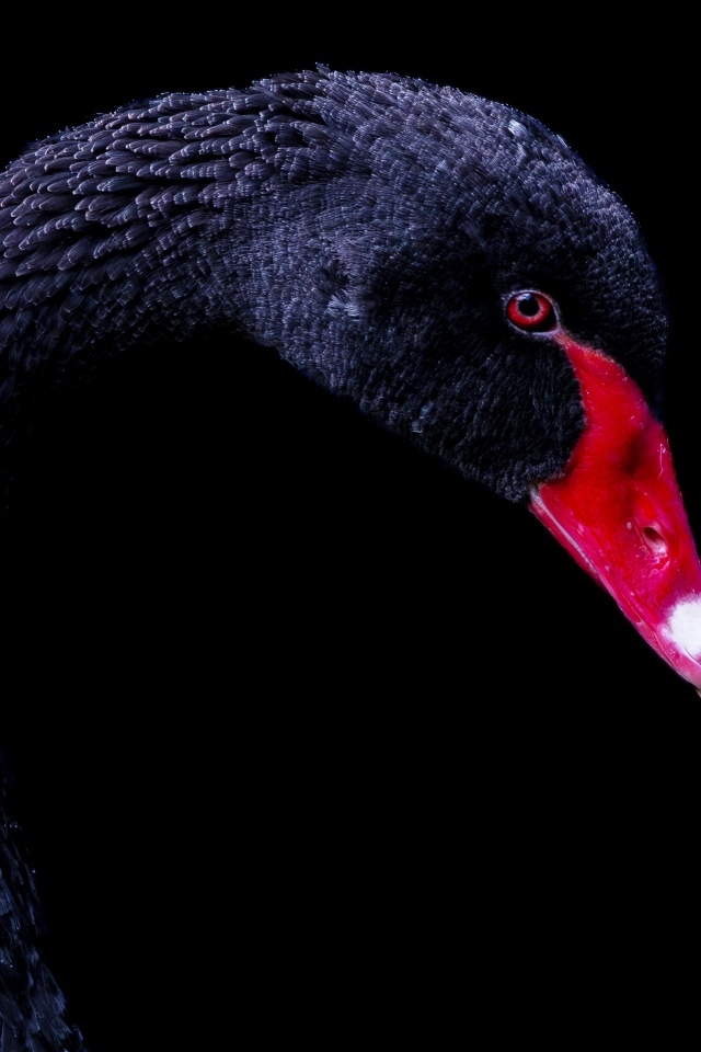 Голова черного лебедя с красным клювом