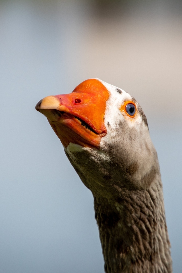 Голова домашнего гуся с оранжевым клювом