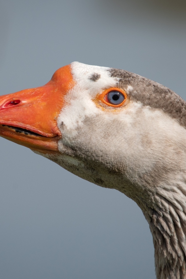 Голова домашнего гуся с голубыми глазами
