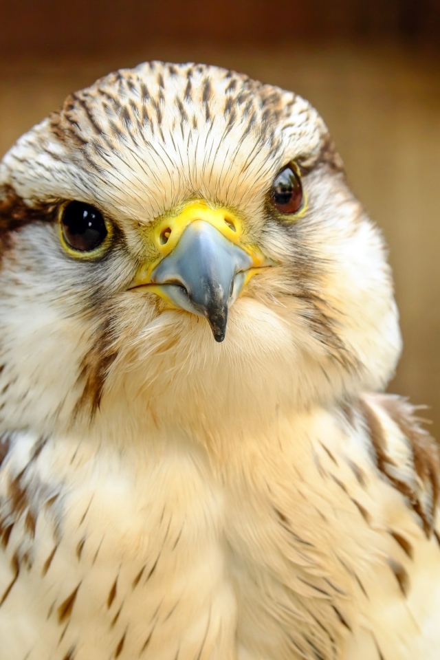 Голова сокола с острым клювом