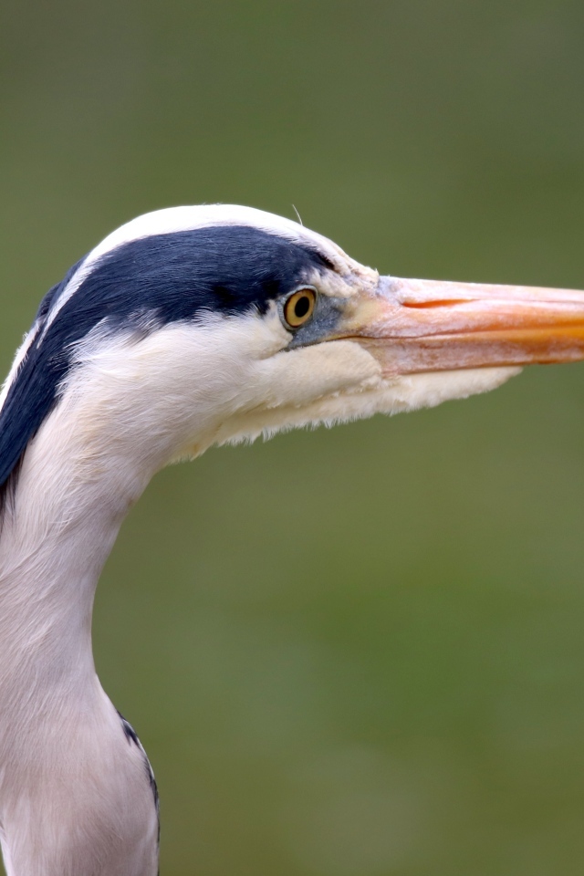 Голова цапли с острым клювом