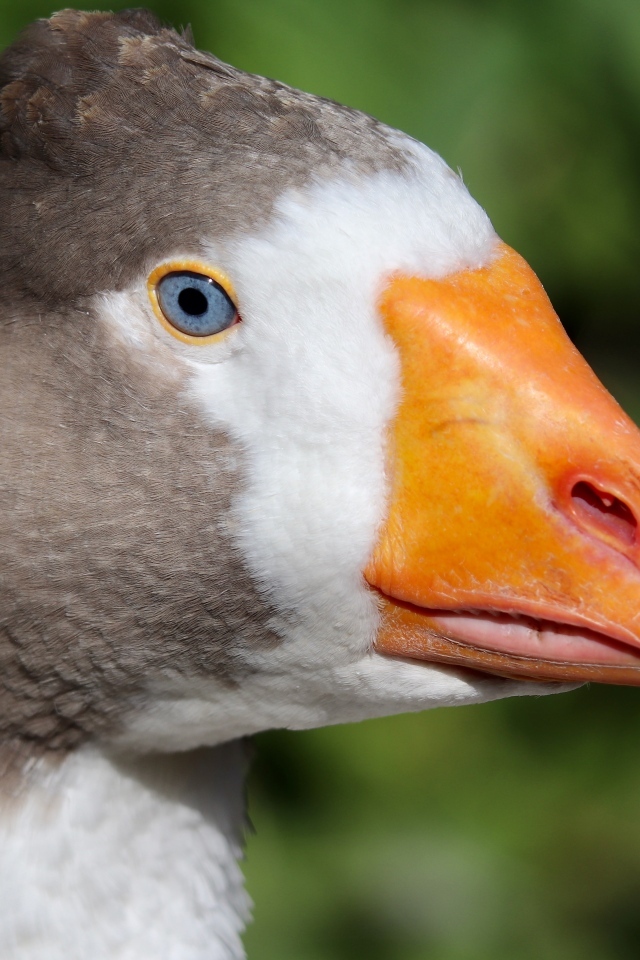 Голова большого домашнего гуся